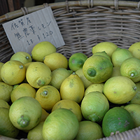MARCHE016